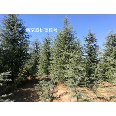 15公分櫸樹上車價格