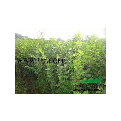 櫸樹一年生小苗