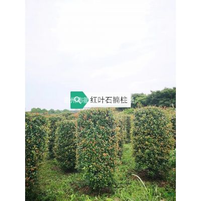 福山櫻花