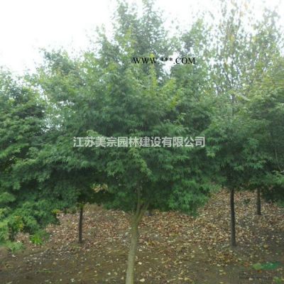樸樹價格_樸樹圖片_樸樹產地_樸樹綠化苗木苗圃基地