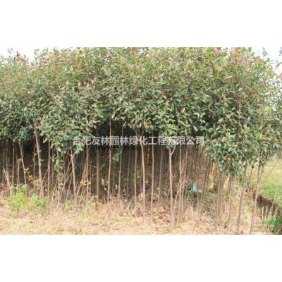 櫸樹苗圃精品10-15公分低價出售