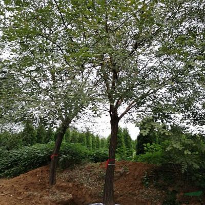 農戶直銷5公分單瓣櫻花苗批發基地 櫻花苗直銷基地