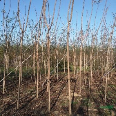 求購櫻花河北櫻花假植苗生產商供應商質高價優價格圖片