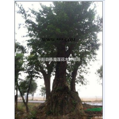 溫州地區(qū)大量出售榕樹、青岡礫、香樟、樸樹、榆樹