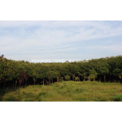 櫻花 櫻花報價 櫻花基地 江西櫻花
