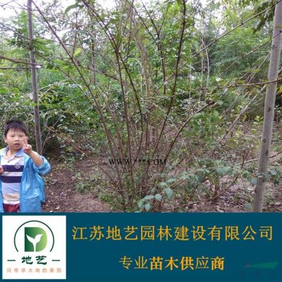 江蘇銀杏樹價格 江蘇銀杏價格 江蘇地藝園林苗圃