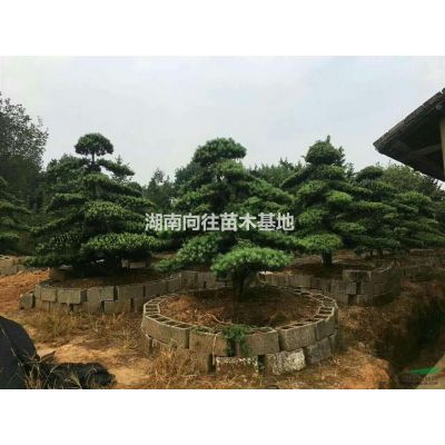 大小規(guī)格紅楓基地