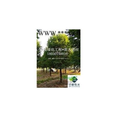 彩葉樹種 各品種紅楓  成都大量出售 貨美價優