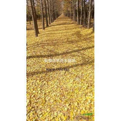 皖碭長期供應20公分矮壯銀杏樹