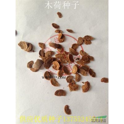 紫薇種子價格多少錢一斤 江西紫薇種子批發價格