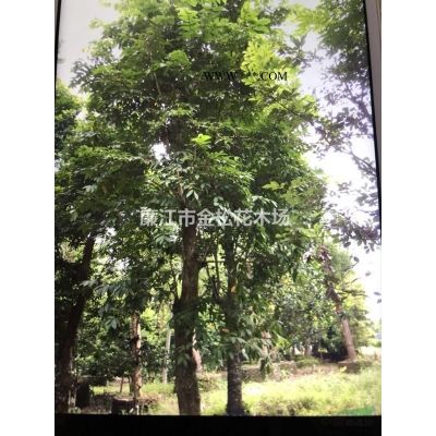精品大葉紫薇胸徑30-50