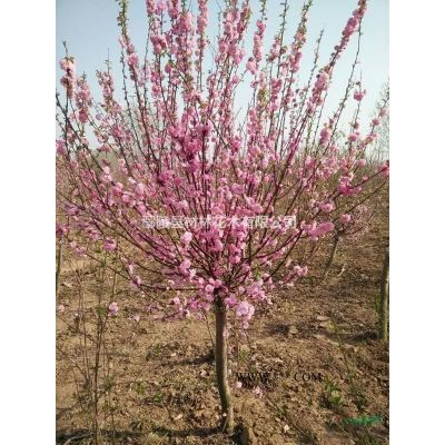 紫薇 河南鄢陵紫薇 河南紫薇價格 河南苗木花木