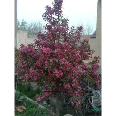 供應(yīng)各種規(guī)格紅楓 美國紅楓秋火焰