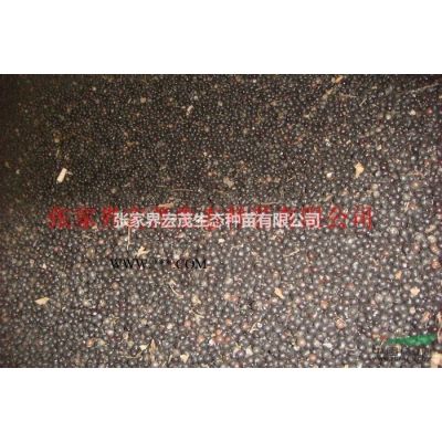 紅楓苗供應——張家界宏茂生態種苗有限公司銷售經理黃抒情