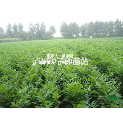 永安基地2020年批發瀘州紫薇苗，千層金苗，樸樹茶花櫻花小苗