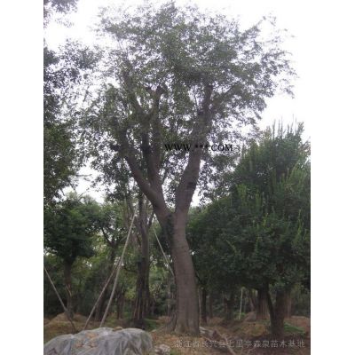 特價供應精品雜交馬褂木