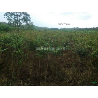 廣西供應(yīng)多彩紫薇基地 廣西各類工程用苗基地規(guī)格*