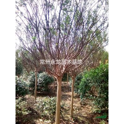 美國紅火箭，紅火球紫薇