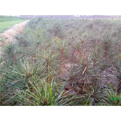 紫薇古樁報(bào)價(jià)/河南紫薇古樁報(bào)價(jià)