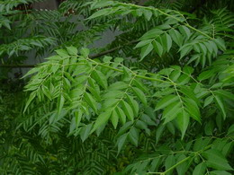 安徽肥西岳林苗圃供應;當年嫁接小桂花.烏桕三角楓欒樹合歡小苗