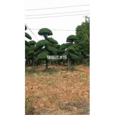 供應(yīng)紅葉李、紅葉李小苗
