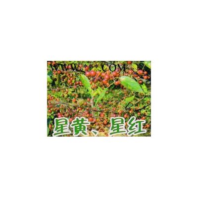 美國(guó)紅葉李