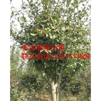 供應(yīng)高桿女貞、紅葉李、櫻花、法桐、欒樹、水杉