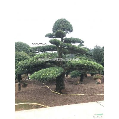 8公分紫葉李價格，湖南10公分紅葉李價格，15公分叢生紅葉李