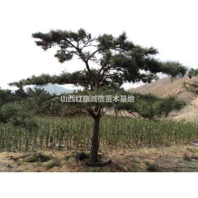運城地區供應1-15欒樹，北欒樹苗、1-15欒樹、哪里有北欒、欒樹價格、山西欒樹