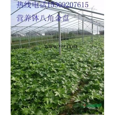 陜西地區供應6公分紅葉李