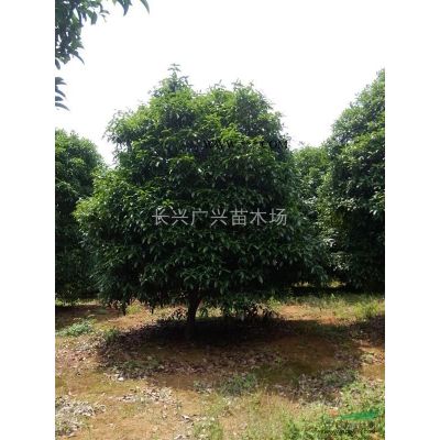 浙江長(zhǎng)興精品黃山欒樹(shù)