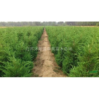 櫸樹，櫸樹價格，櫸樹苗木