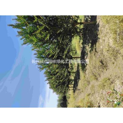 欒樹（黃山欒樹）
