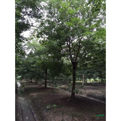 16公分欒樹 17公分欒樹報(bào)價(jià) 江蘇20公分欒樹