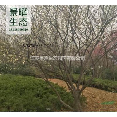 櫸樹的產地在哪里/哪里便宜/江蘇景曜生態基地直銷批發價格圖片