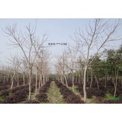 無(wú)錫地區(qū)供應(yīng)10-16公分黃山欒樹(shù)