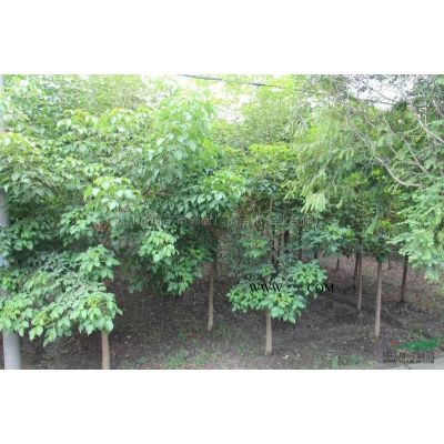 海寧欒樹4公分