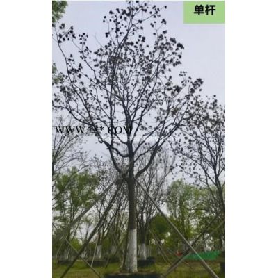 優質特價櫸樹產地直銷
