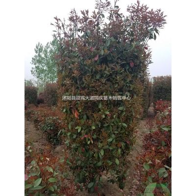 江蘇供應(yīng)，櫻花10—15公分報(bào)價(jià)、需要櫻花的客戶電話咨詢