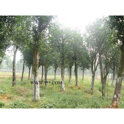 高度50-150公分櫸樹小苗，一年生小苗，二年生小苗