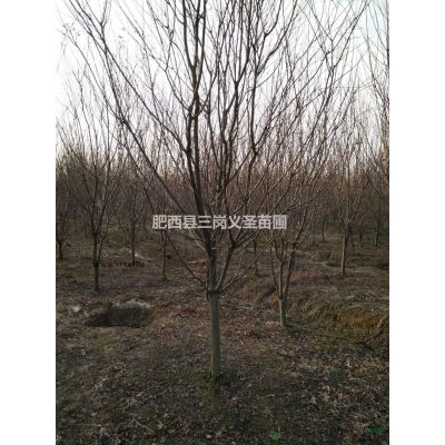 叢生樸樹(shù)、叢生烏桕