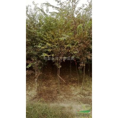 供應各種規格櫻花