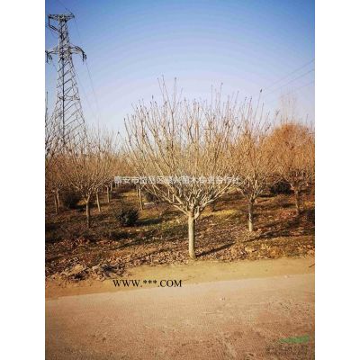 泰安地區供應1-25公分櫻花
