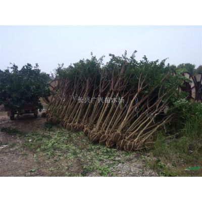 浙江長興櫻花