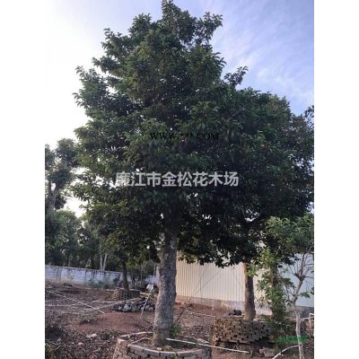 特大杜英地徑150