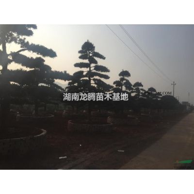 嫁接紫薇 原生紫薇樹*低報價、