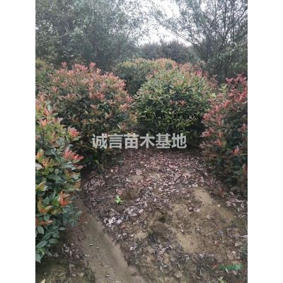 常州苗圃供應垂絲海棠，紫薇，欒樹