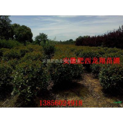 土石楠、楓香、美人梅、烏桕、紅梅、紅楓