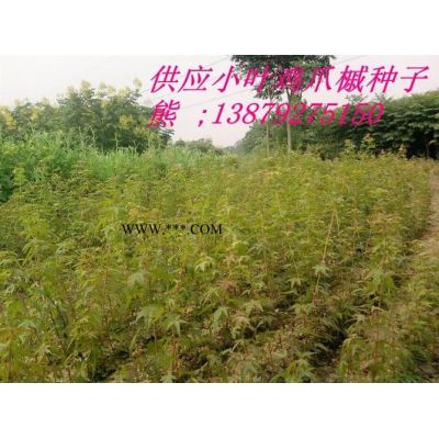銀杏種子 白果樹種子 九江種子種苗
