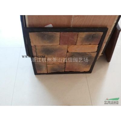 浙江地區大量供應紅楓各規格